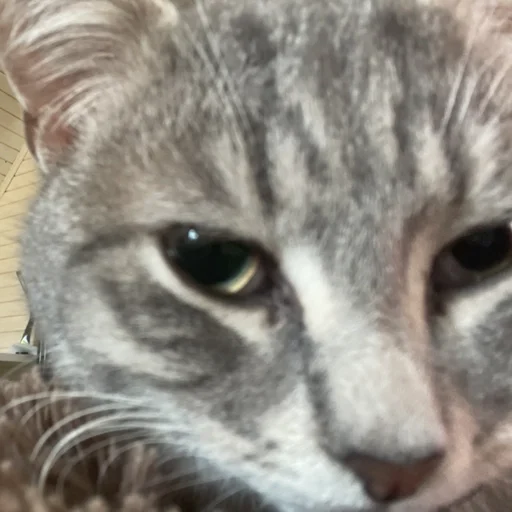 Пьяни кот😘😘 Пьяни кот😘😘 -