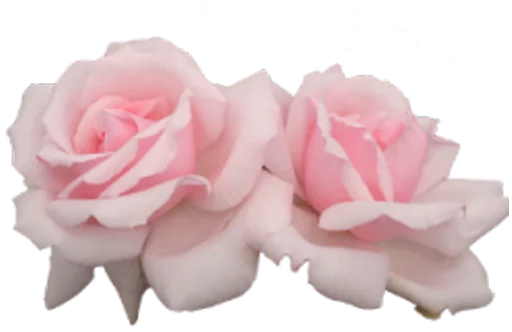 flower flower plant petal