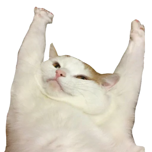 animal animal mammal cat