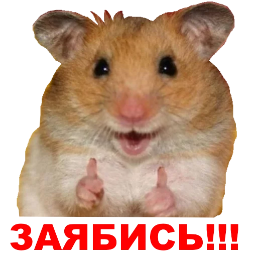 Хомяк и Ко Хомяк и Ко -