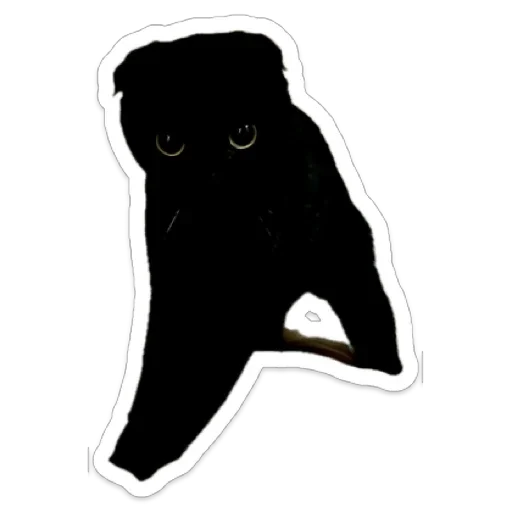 Black Black -