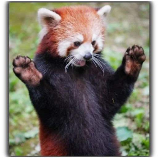 Panda Panda -