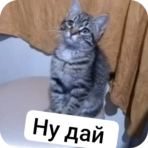 Пашкины стикеры Пашкины стикеры -