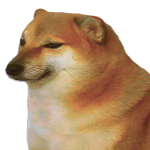 Perrito Sugoi Perrito Sugoi - животное