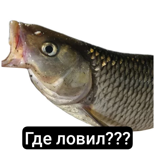 Петербургский рыболов Петербургский рыболов -