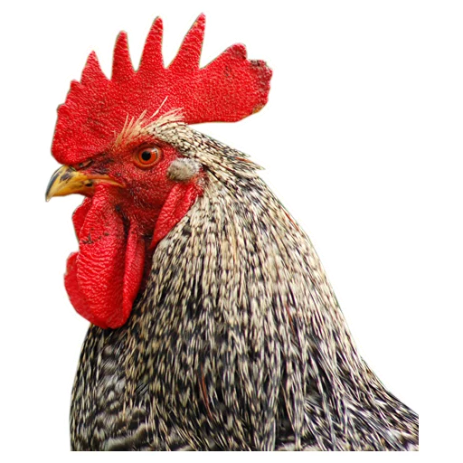 Петушары @eeZee_stickers Петушары @eeZee_stickers - animal