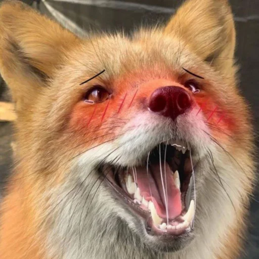 mammal animal fox