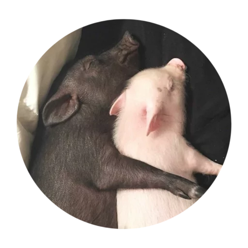 Pig Pig -