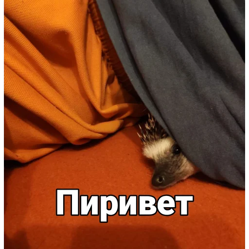 Піксіі Піксіі -