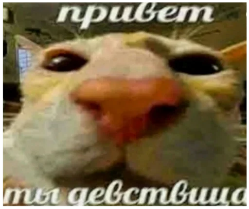 часто использованные😼 :: @fStikBot часто использованные😼 :: @fStikBot - СМС