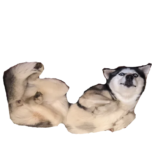Плюнча Плюнча -