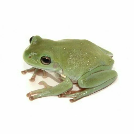 animal animal frog amphibian