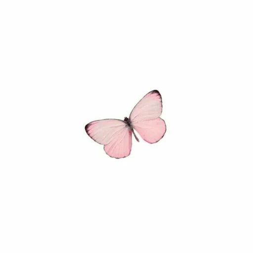 moths and butterflies moths and butterflies invertebrate butterfly