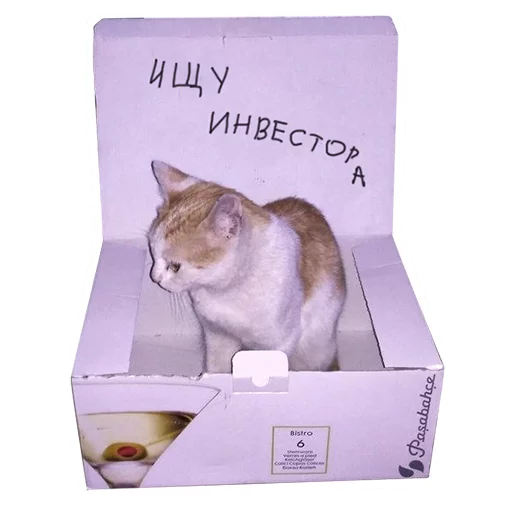 animal animal box container