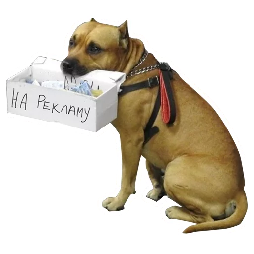 dog breed dog breed pet dog collar
