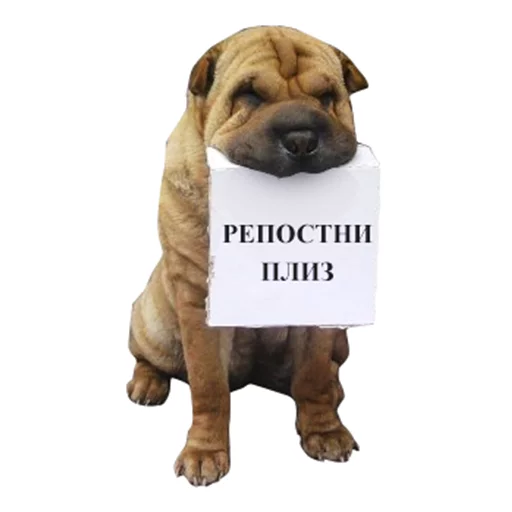 dog breed dog breed pet animal