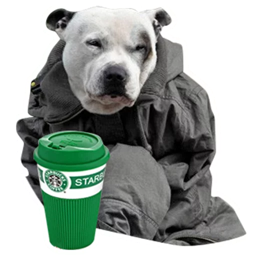 animal animal mammal dog