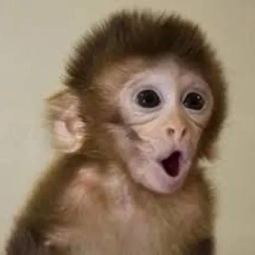 @visha_bottle MONKEY @visha_bottle MONKEY -