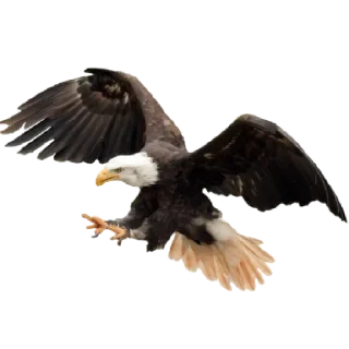 Стикер Поклоняйтесь великому Байдену 🦅🦅 - 4