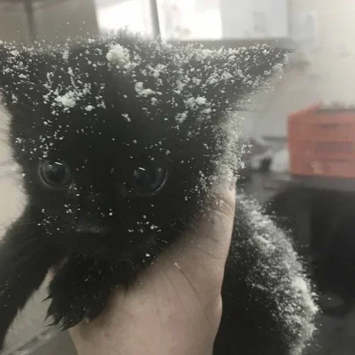 Котики Котики -
