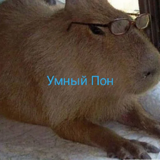 Пон? Пон? -
