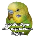 Попуги Попуги - animal