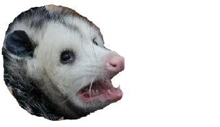 Стикер Possum style - 0