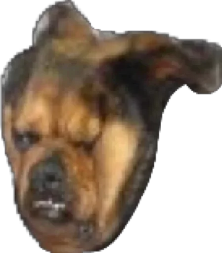 animal animal dog mammal