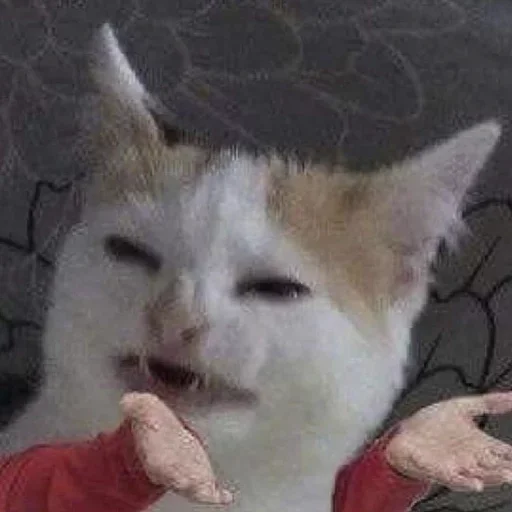 mammal mammal animal small to medium-sized cats