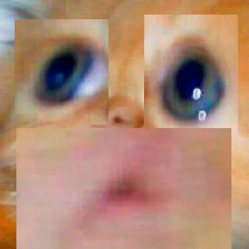 eyes eyes closeup organ