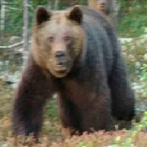 mammal mammal animal outdoor