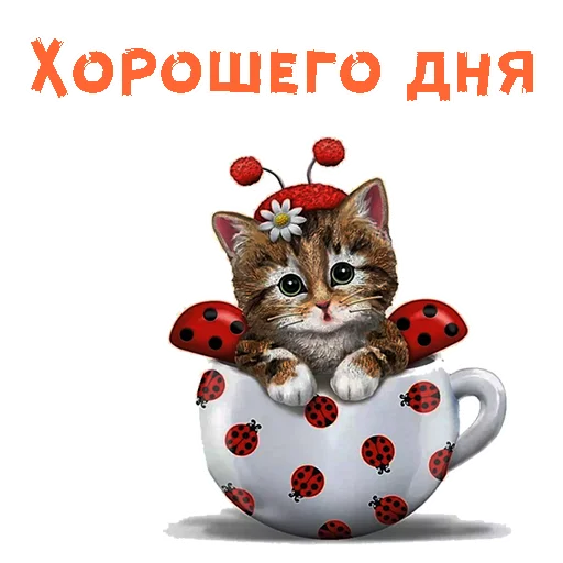 cat cat animal cartoon