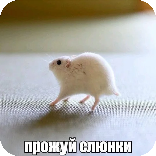 Прожуй слюнки Прожуй слюнки -