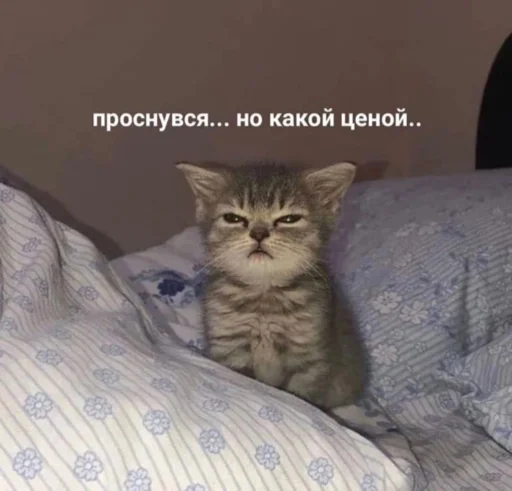 Psihush Psihush -