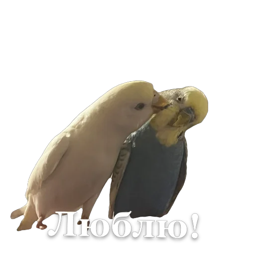 Птичечки Птичечки -