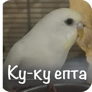 Стикер Птичечки - 0