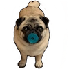 Pugs doing things Pugs doing things -