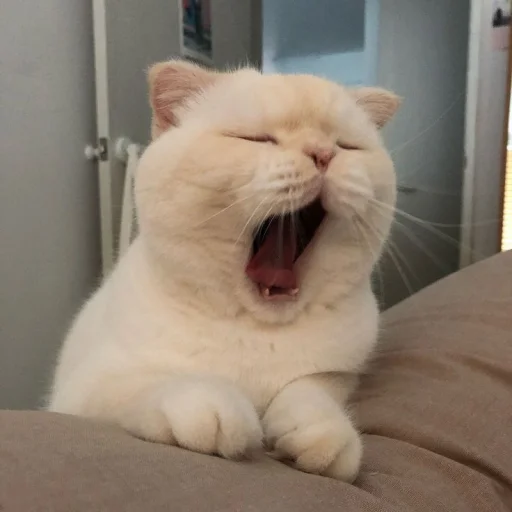 Кiть Кiть -