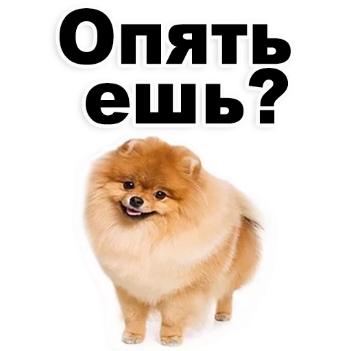ЩЕНКИ @TuristasTV ЩЕНКИ @TuristasTV -