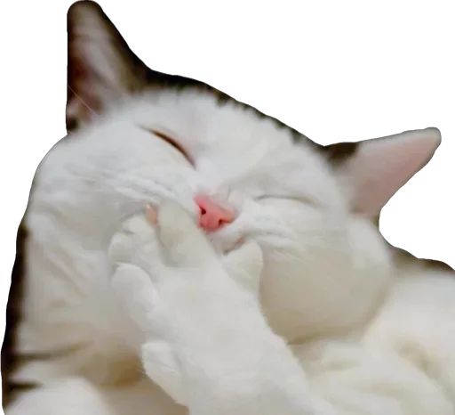 Пусечки Коты @stickerus Пусечки Коты @stickerus -