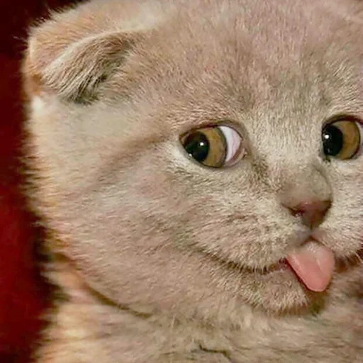 Котичек Котичек -