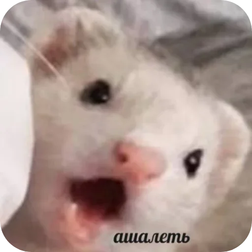 Пьяный хорь @boozyferret Пьяный хорь @boozyferret -
