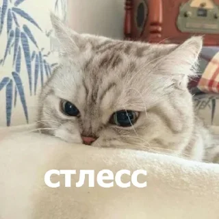Стикер Больше стикеров 👉🏻 @stickertg4 - 6 Стикер Больше стикеров 👉🏻 @stickertg4 - 6