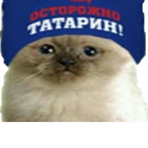 text text mammal animal