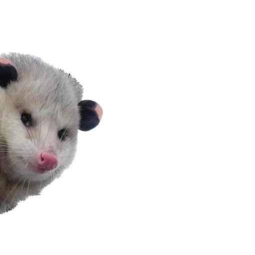 REAL Poss Stickers REAL Poss Stickers -