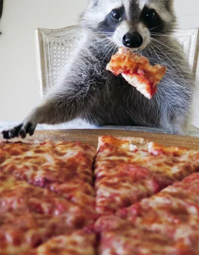 Raccoon Raccoon -