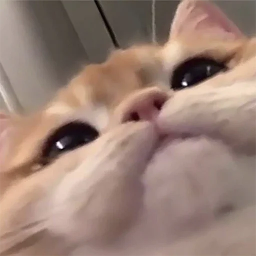 🐈 Cats (@TodorokiShouto) 🐈 Cats (@TodorokiShouto) -