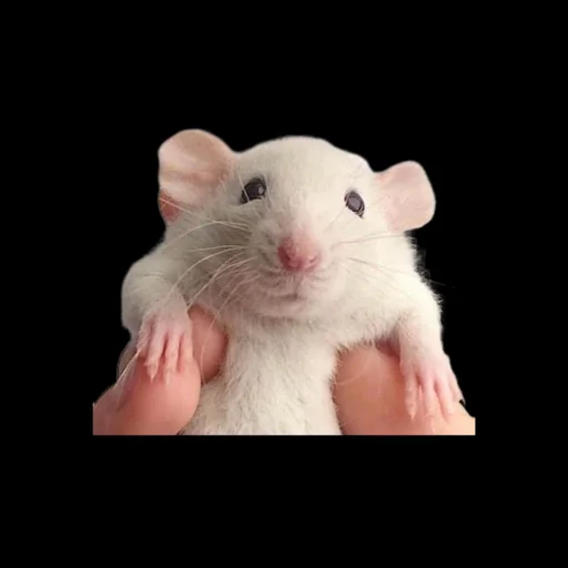 Крыскиʕ•ᴥ•ʔ Крыскиʕ•ᴥ•ʔ -