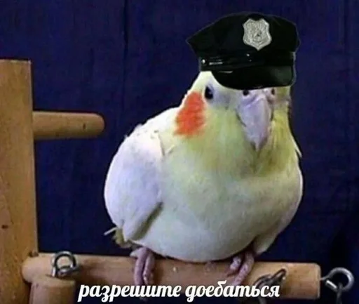 Raytmancat :: @fStikBot Raytmancat :: @fStikBot - животное