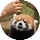 Стикер Red Panda Pack - 7